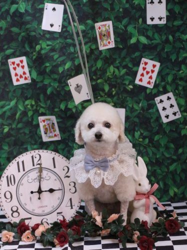 20250420ふぁるくん